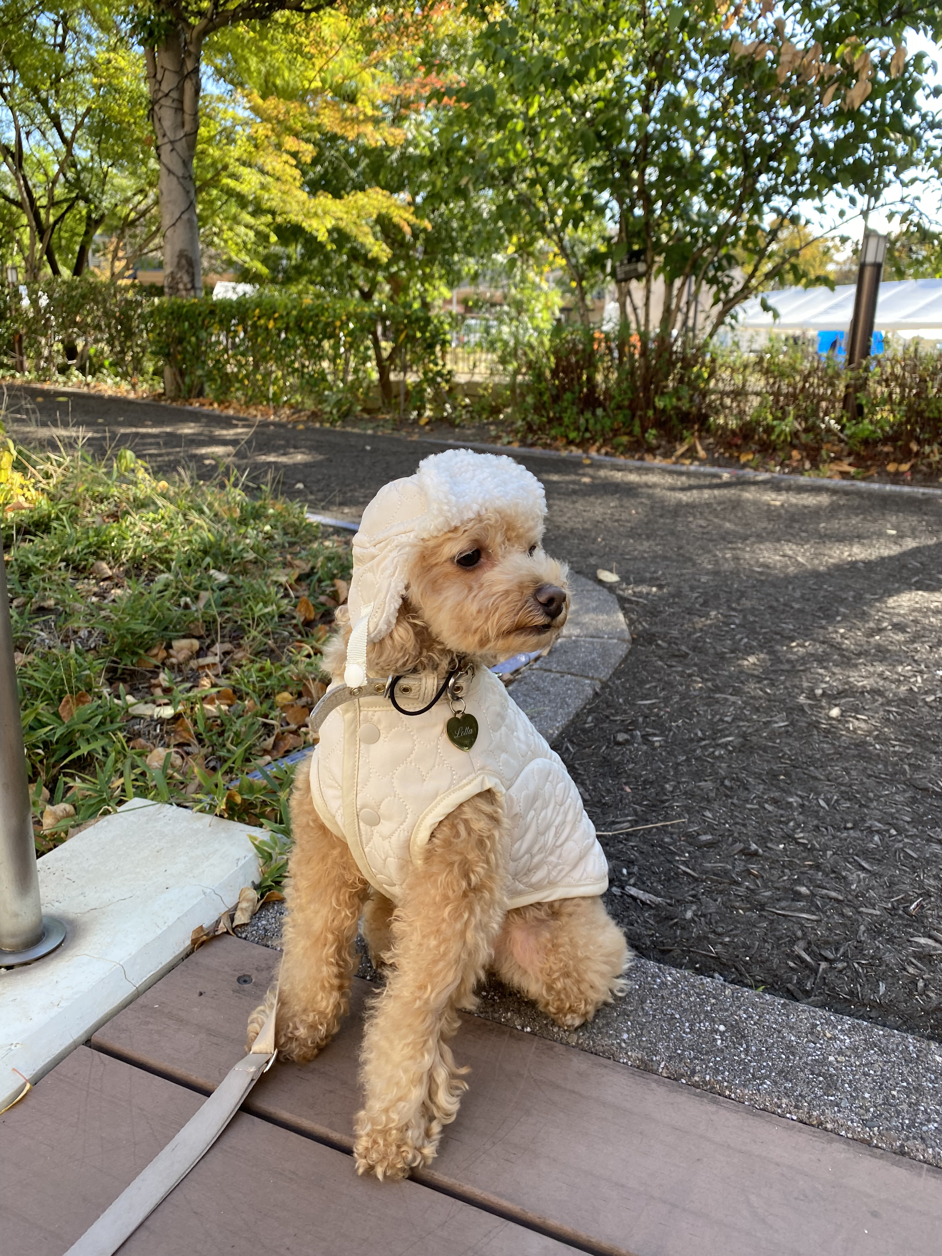 フライトキャップ