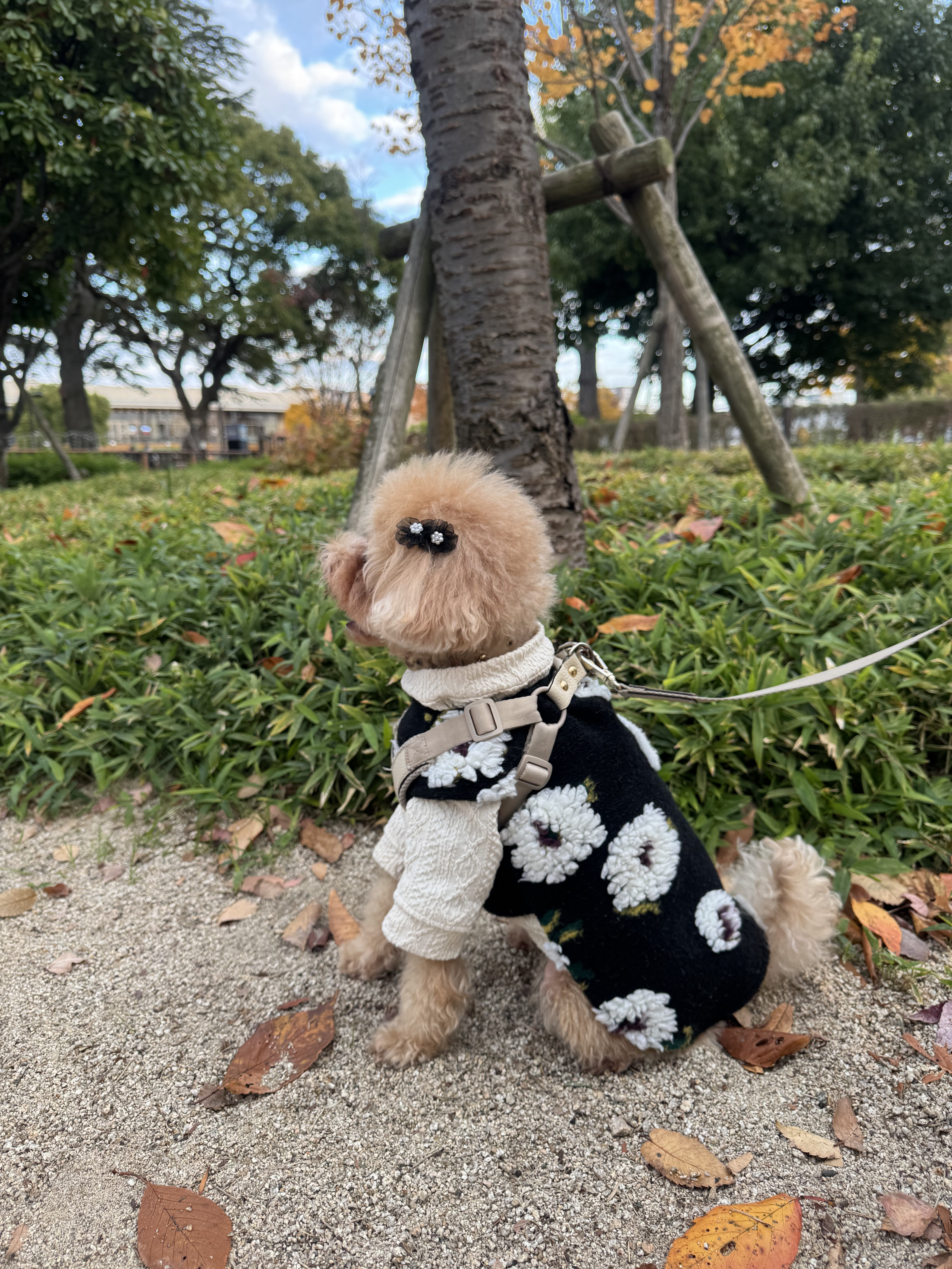 ボアフラワーワンピ